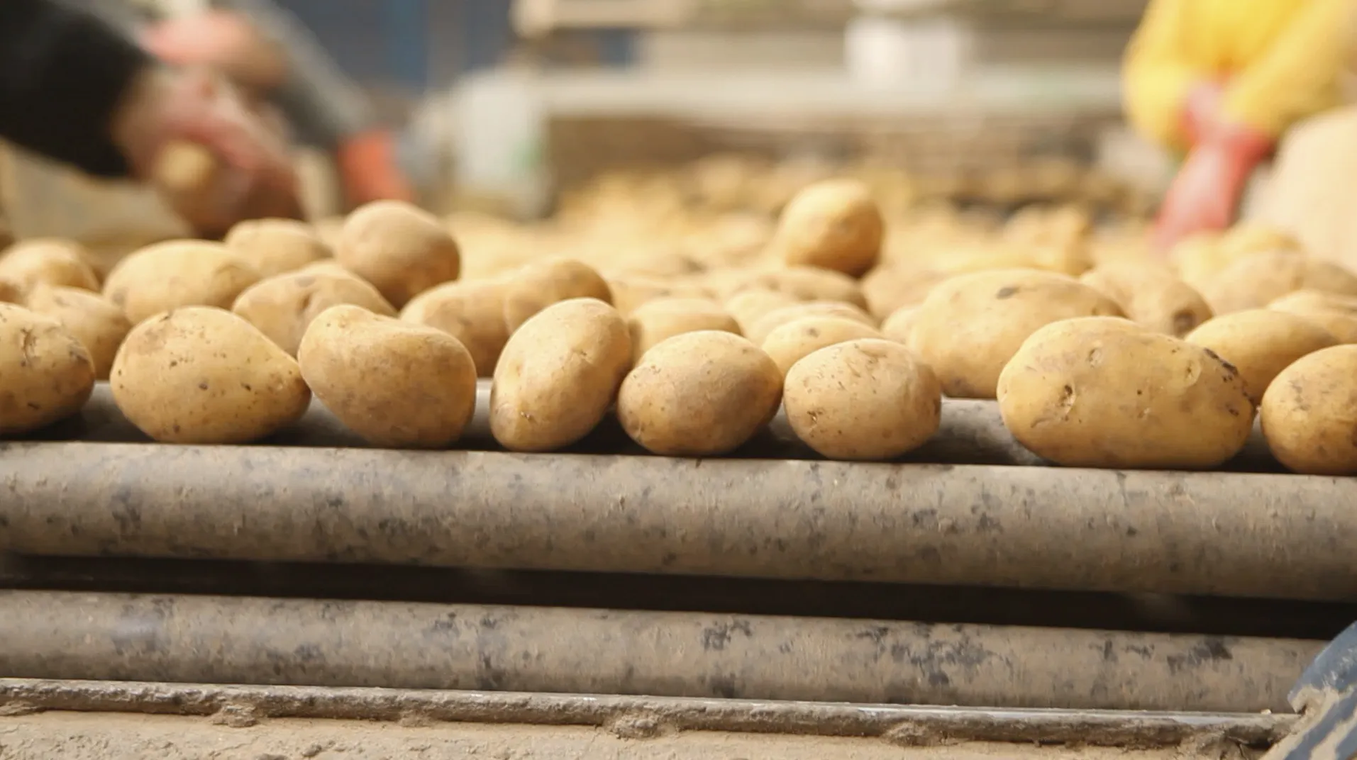 Nariz de Batata - Rinoplastia em Londrina